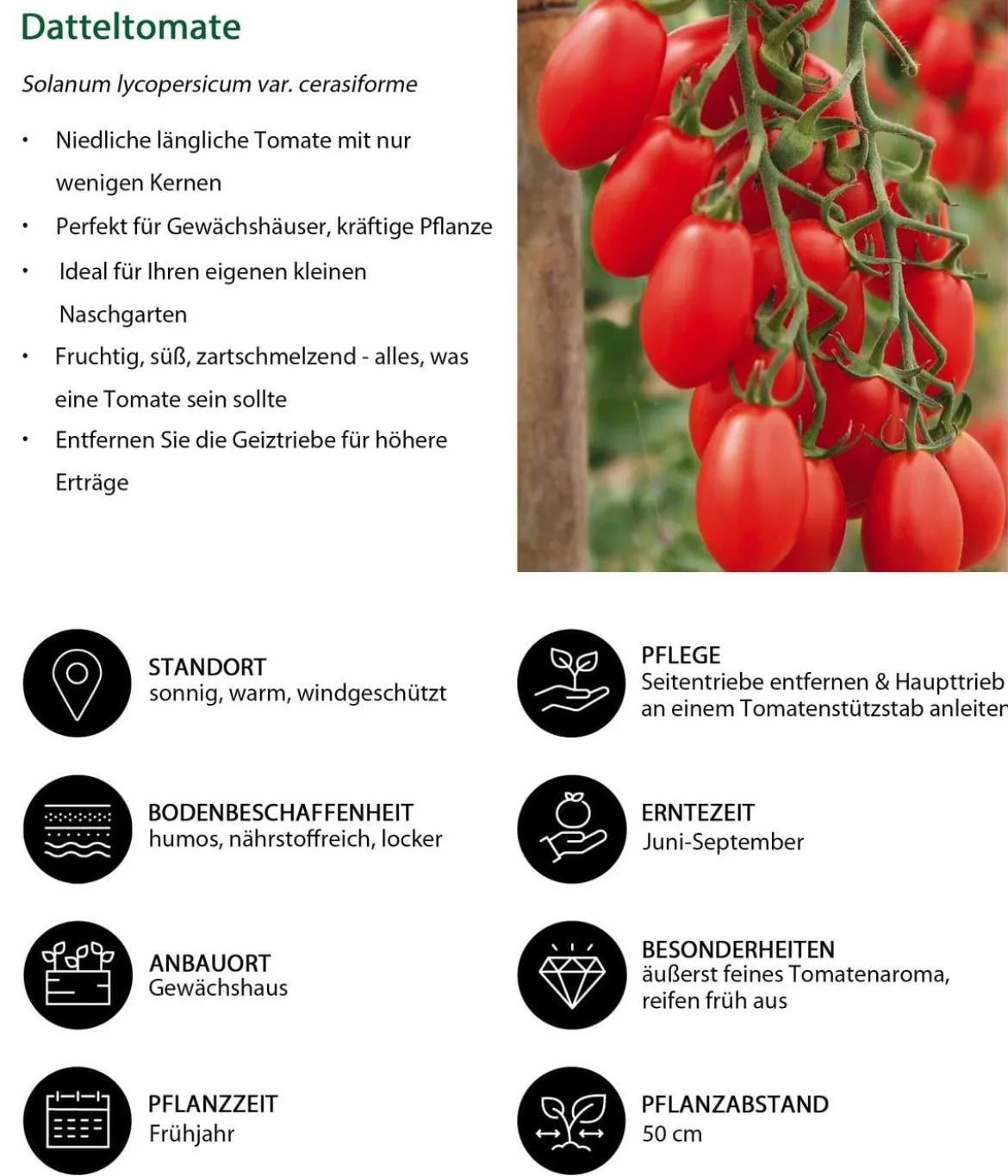 Datteltomate