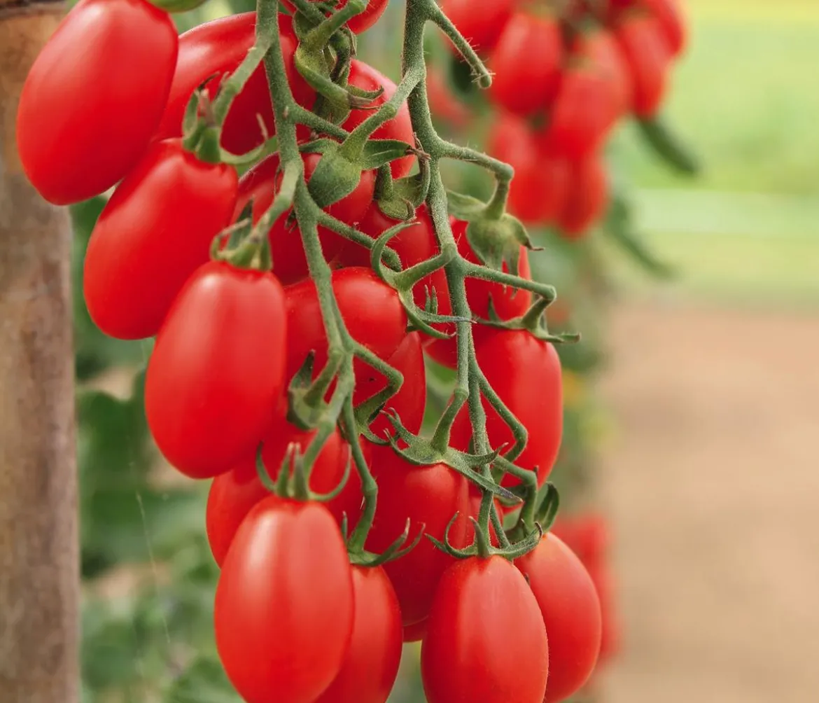 Datteltomate
