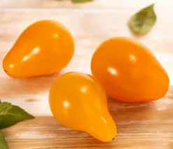 Datteltomate, orange