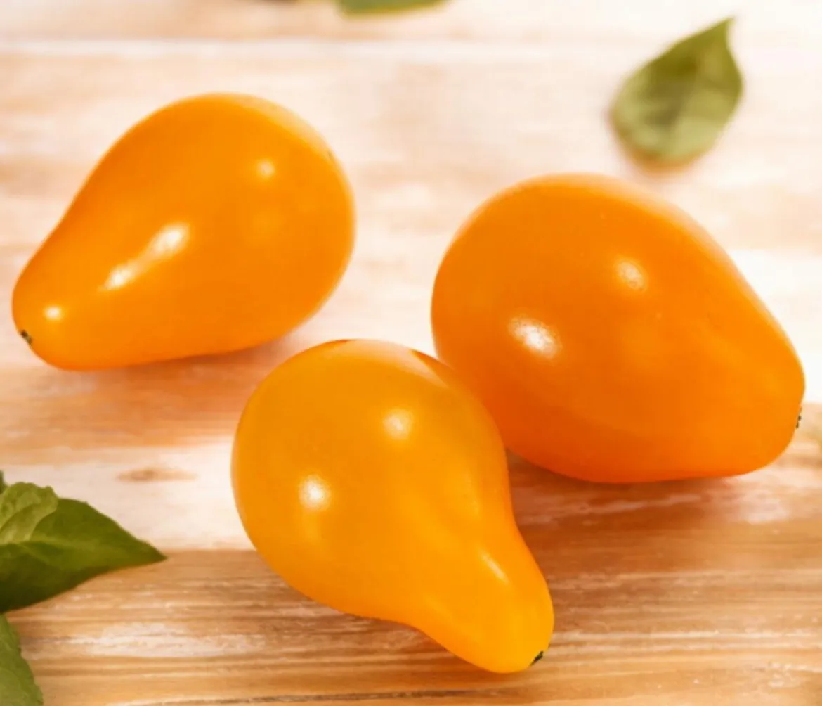 Datteltomate, orange