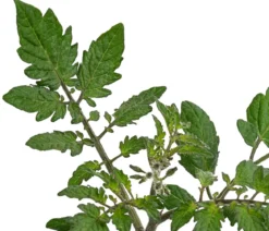 Datteltomate, orange