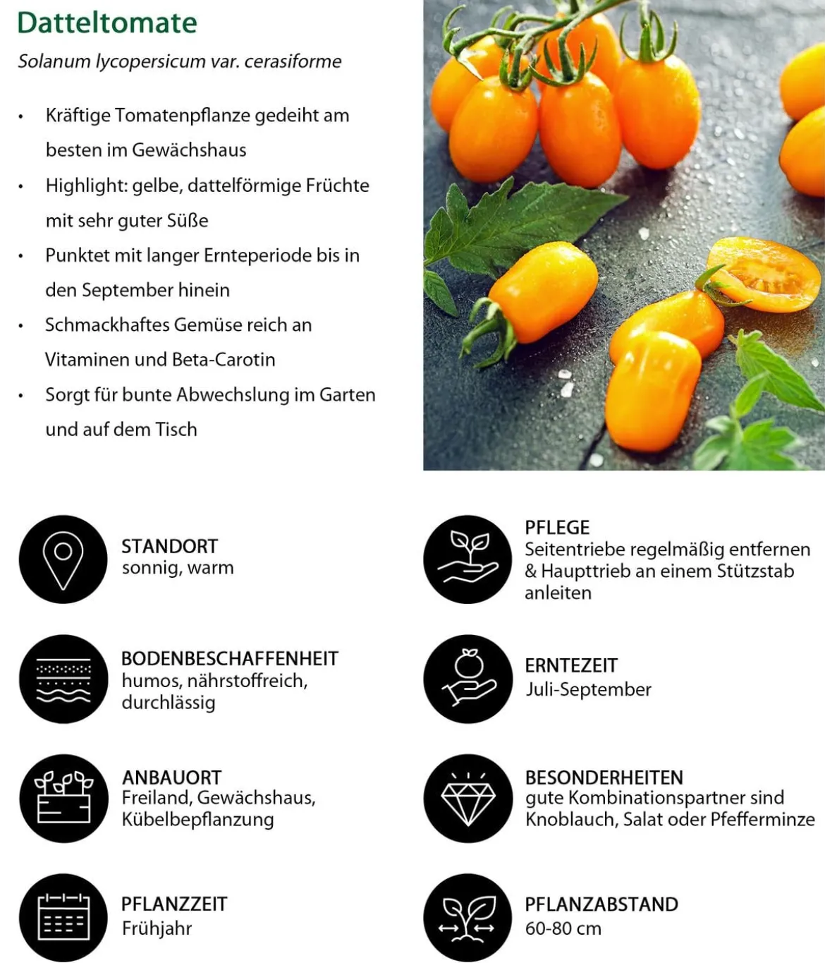 Datteltomate, orange
