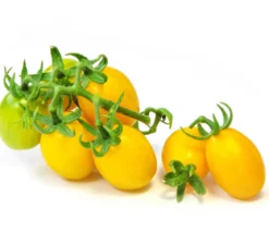 Datteltomate, orange