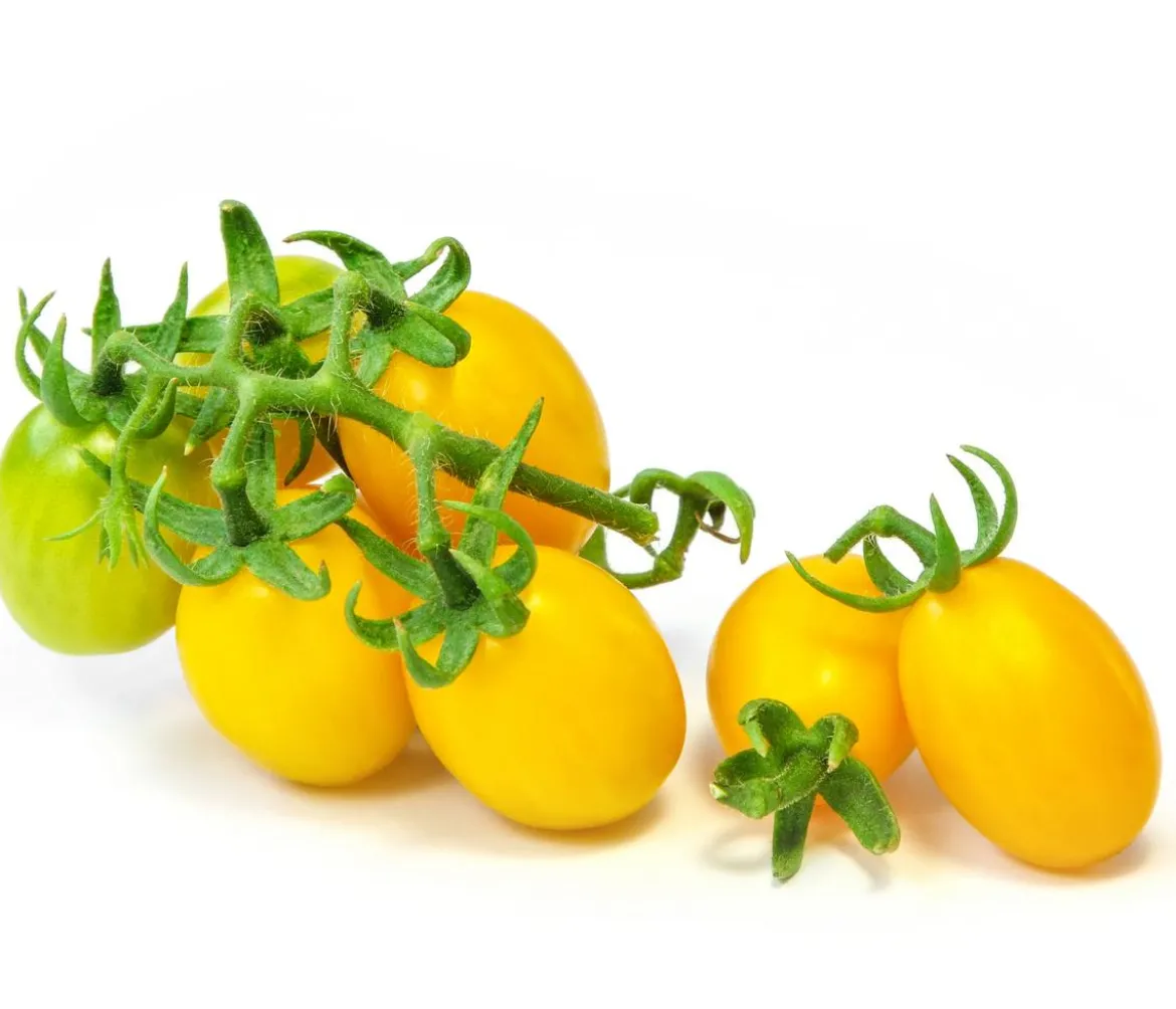 Datteltomate, orange