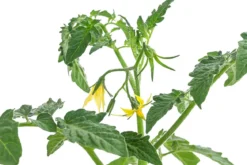 Datteltomate, rot