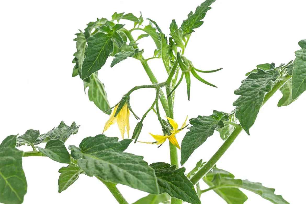 Datteltomate, rot