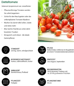 Datteltomate, rot
