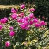 David Austin® Strauchrose England's Rose 'Auslounge'
