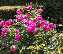 David Austin® Strauchrose England's Rose 'Auslounge'