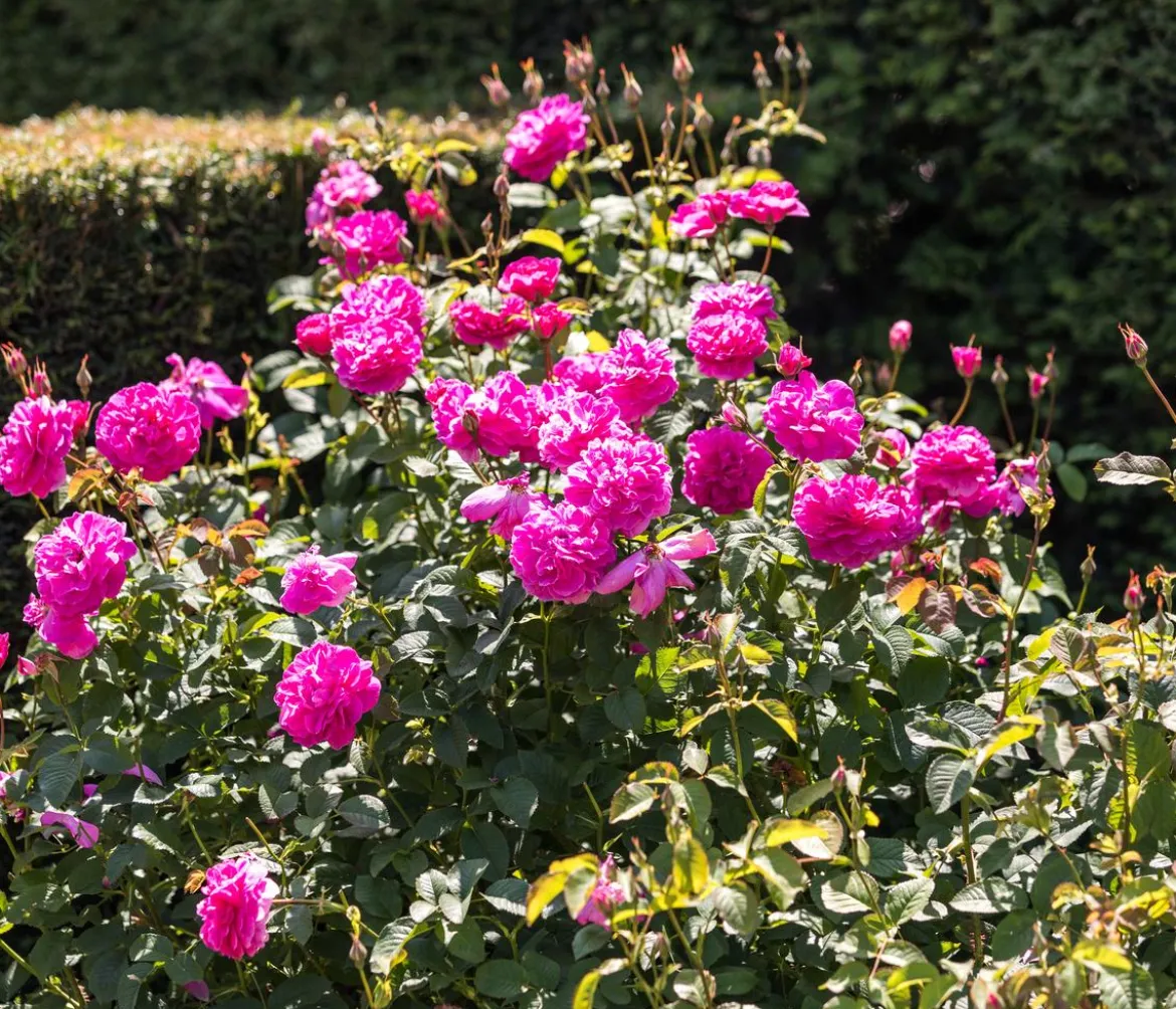 David Austin® Strauchrose England's Rose 'Auslounge'