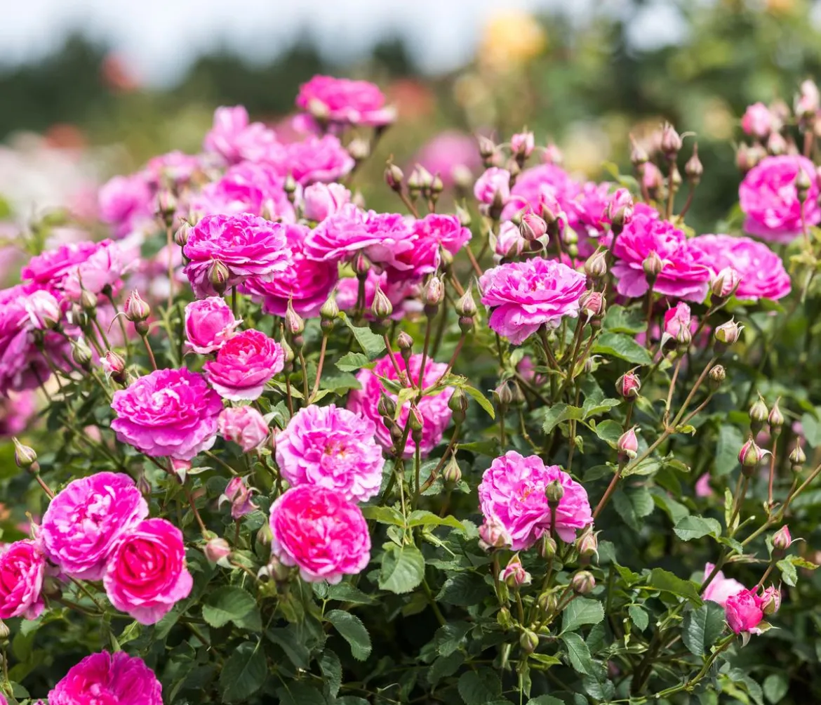 David Austin® Strauchrose England's Rose 'Auslounge'