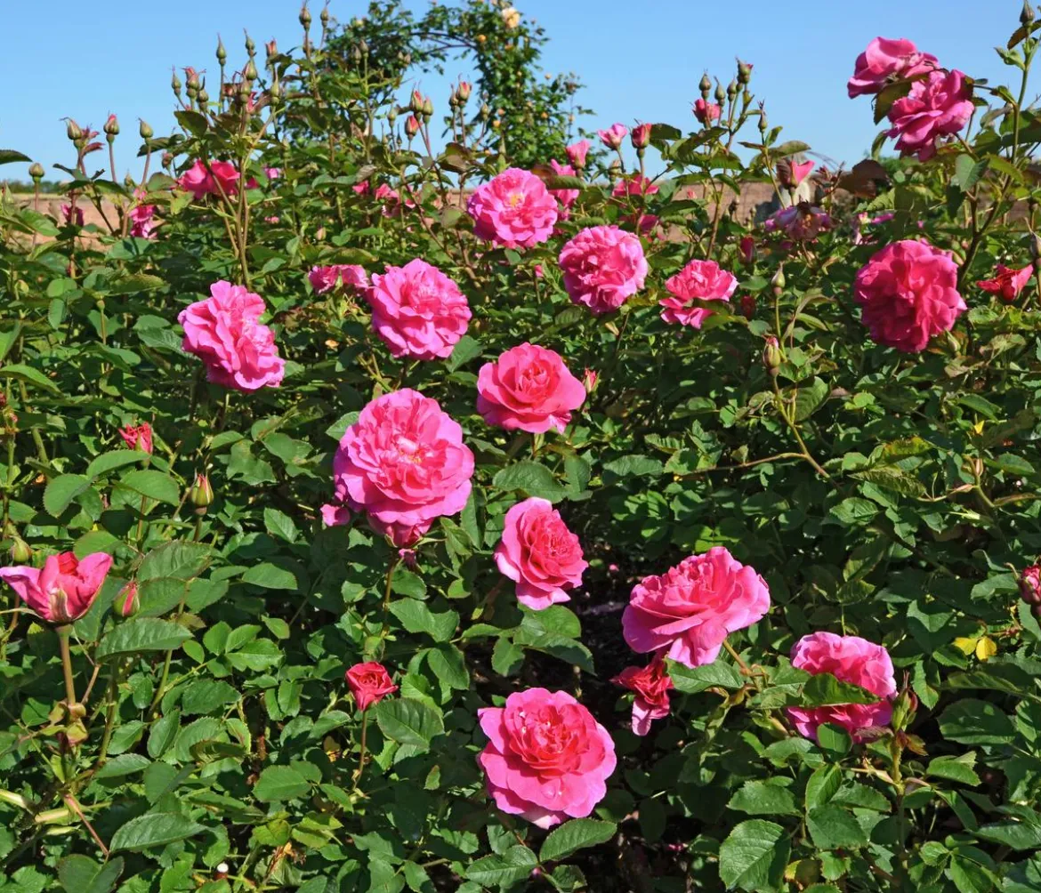 David Austin® Strauchrose England's Rose 'Auslounge'