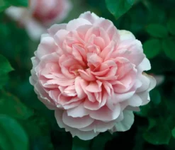 David Austin® Strauchrose Wildeve™ 'Ausbonny'