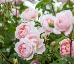 David Austin® Strauchrose Wildeve™ 'Ausbonny'