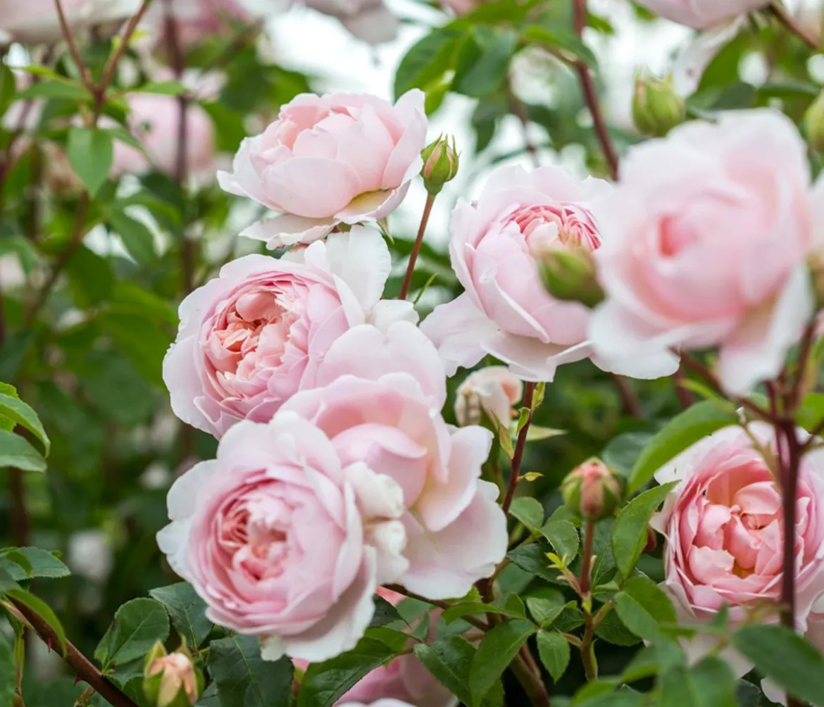 David Austin® Strauchrose Wildeve™ 'Ausbonny'