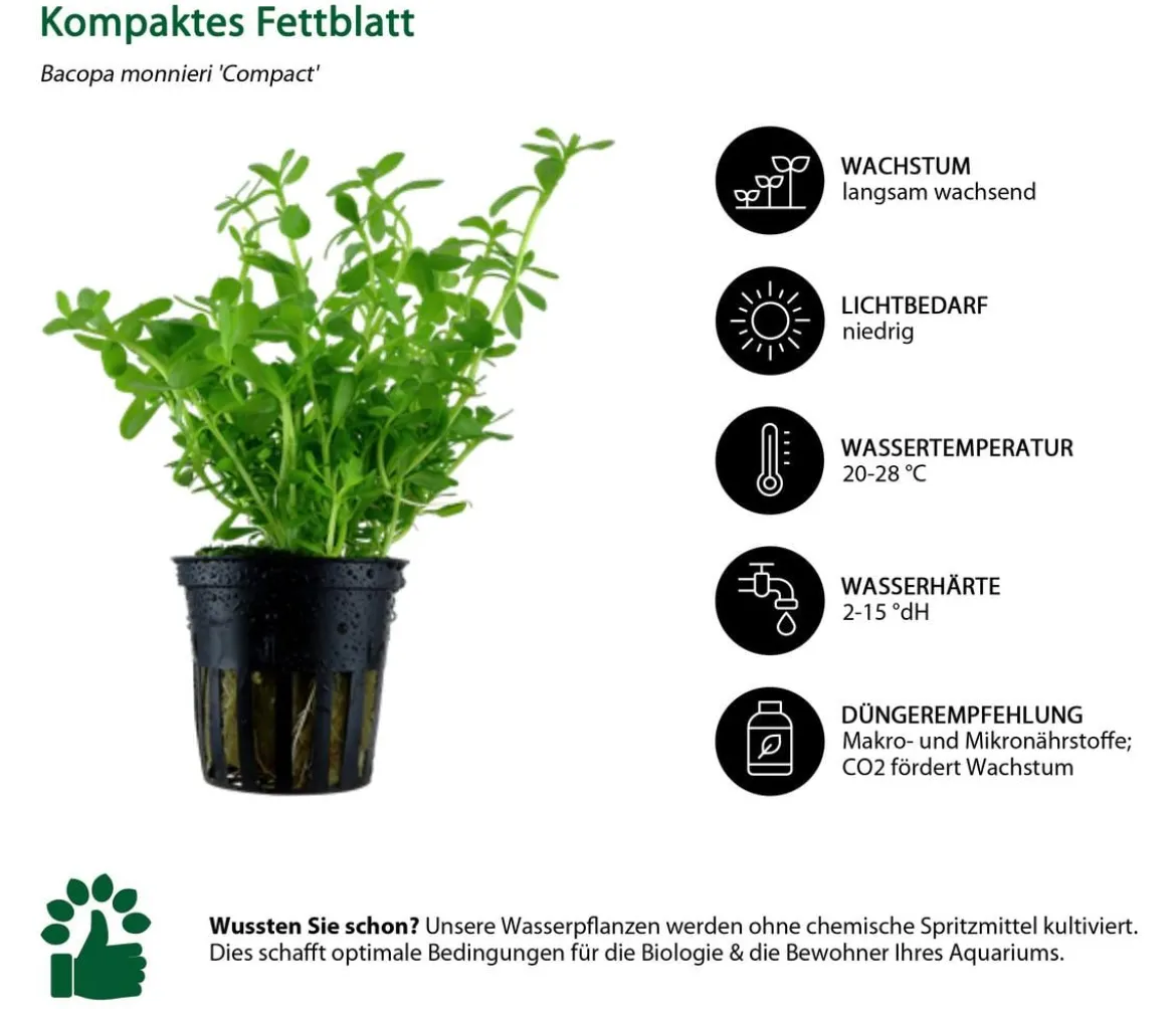 Dehner Aqua Aquarienpflanzen-Set Bacopa, 239 3-teilig