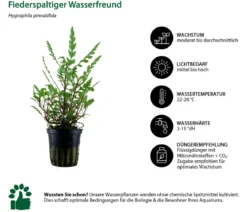 Dehner Aqua Aquarienpflanzen-Set bunter Topf 217, 5-teilig