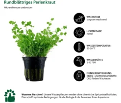 Dehner Aqua Aquarienpflanzen-Set Vordergrundbepflanzung 201, 5-teilig