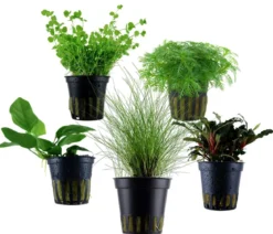 Dehner Aqua Aquarienpflanzen-Set Vordergrundbepflanzung 201, 5-teilig