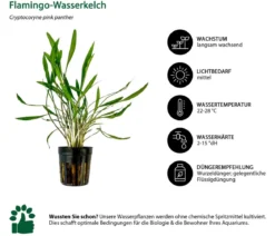 Dehner Aqua Aquarienpflanzen-Set Mittelgrundbepflanzung 205, 5-teilig