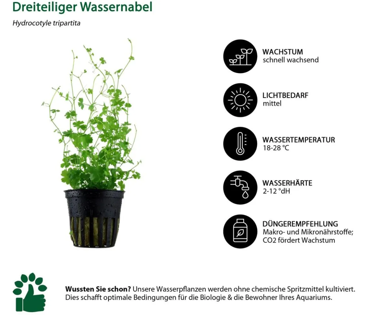 Dehner Aqua Aquarienpflanzen-Set Mittelgrundbepflanzung 205, 5-teilig