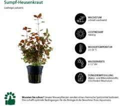 Dehner Aqua Aquarienpflanzen-Set Hintergrundbepflanzung 208, 5-teilig