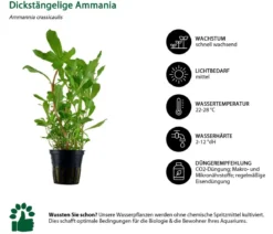 Dehner Aqua Aquarienpflanzen-Set Hintergrundbepflanzung 208, 5-teilig