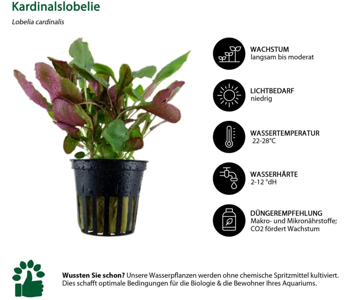 Dehner Aqua Aquarienpflanzen-Set Mittelgrundbepflanzung 204, 5-teilig