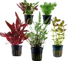 Dehner Aqua Aquarienpflanzen-Set Mittelgrundbepflanzung 204, 5-teilig