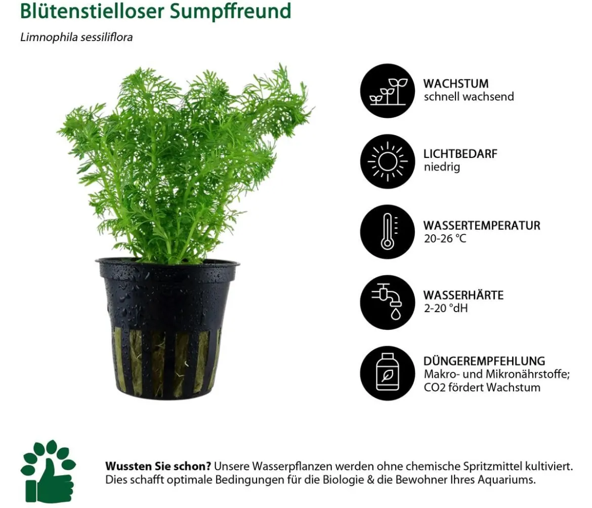 Dehner Aqua Aquarienpflanzen-Set Mittelgrundbepflanzung 204, 5-teilig