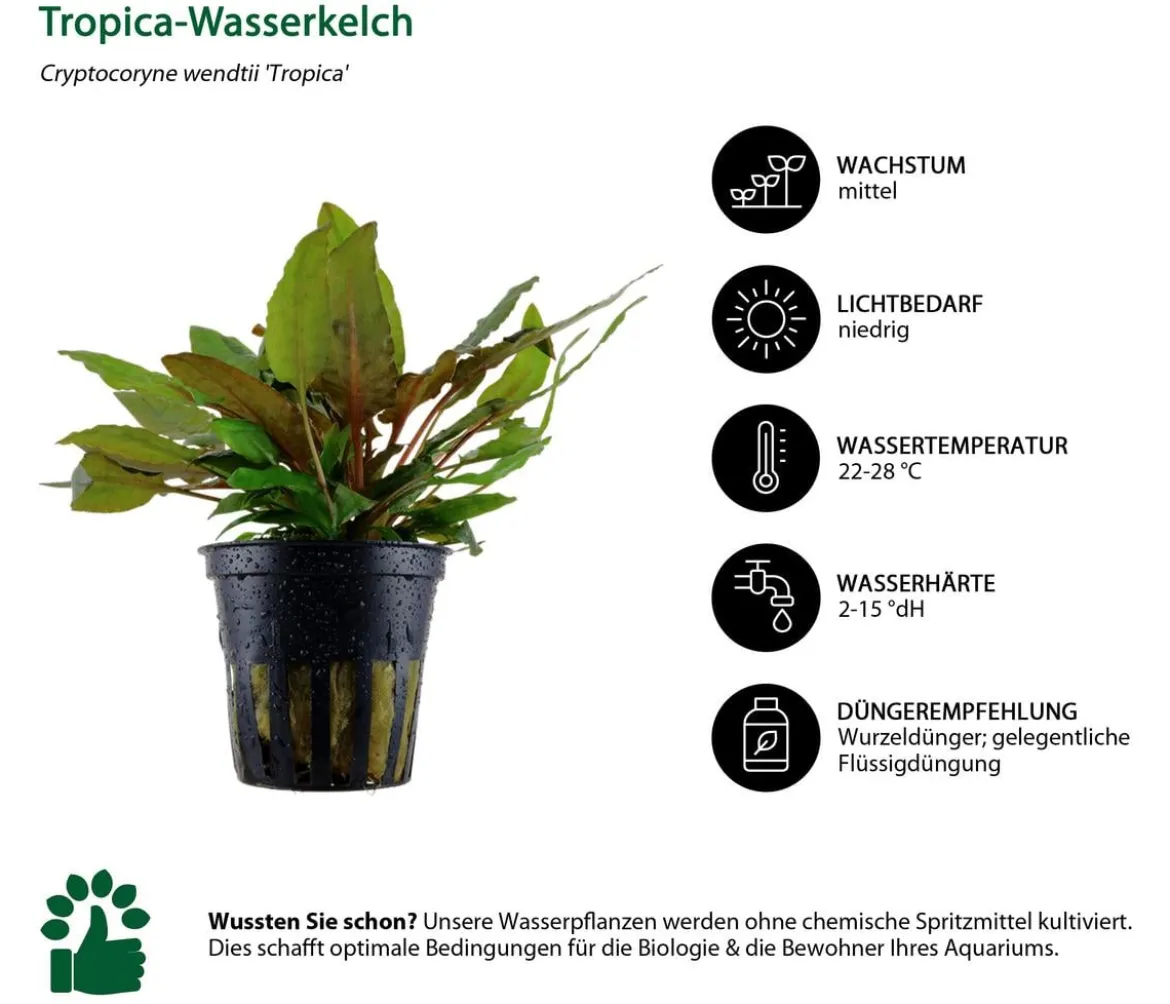 Dehner Aqua Aquarienpflanzen-Set Cryptocoryne 238, 3-teilig