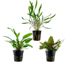 Dehner Aqua Aquarienpflanzen-Set Cryptocoryne 238, 3-teilig