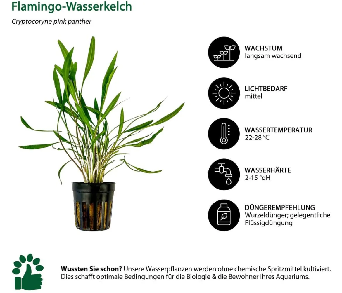 Dehner Aqua Aquarienpflanzen-Set Cryptocoryne 238, 3-teilig
