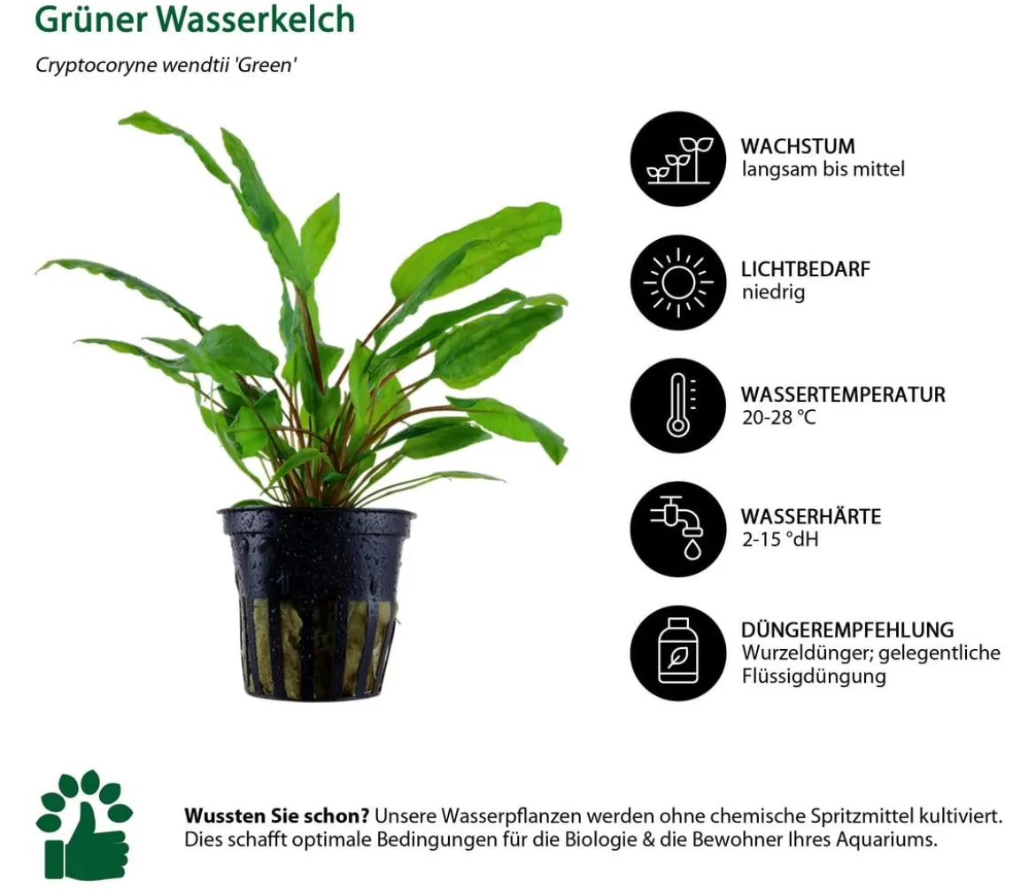 Dehner Aqua Aquarienpflanzen-Set Cryptocoryne 238, 3-teilig
