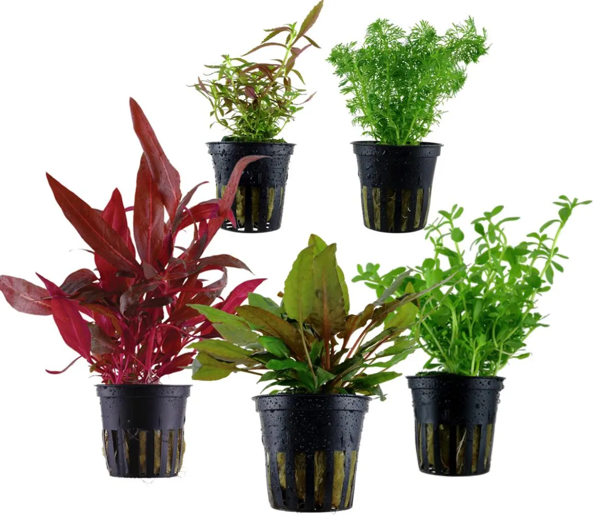 Dehner Aqua Aquarienpflanzen-Set Mittelgrundbepflanzung 206, 5-teilig