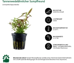 Dehner Aqua Aquarienpflanzen-Set Mittelgrundbepflanzung 206, 5-teilig