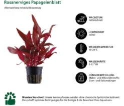 Dehner Aqua Aquarienpflanzen-Set bunter Topf 214, 5-teilig