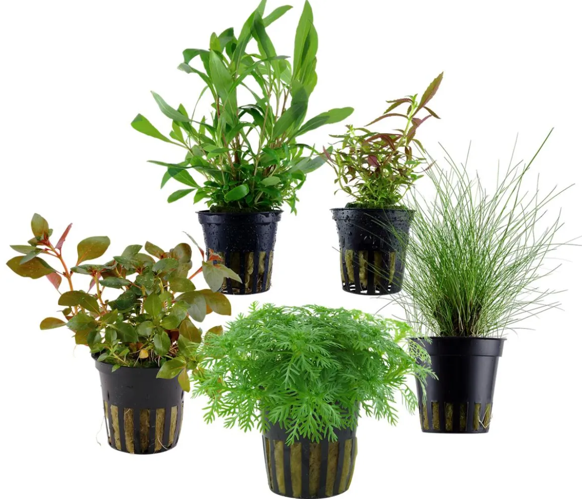 Dehner Aqua Aquarienpflanzen-Set Einsteiger, 210 5-teilig