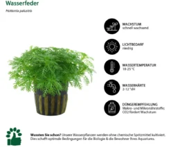 Dehner Aqua Aquarienpflanzen-Set Einsteiger, 210 5-teilig