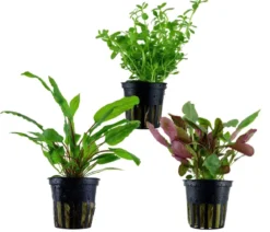 Dehner Aqua Aquarienpflanzen-Set Mittelgrundbepflanzung 229, 3-teilig