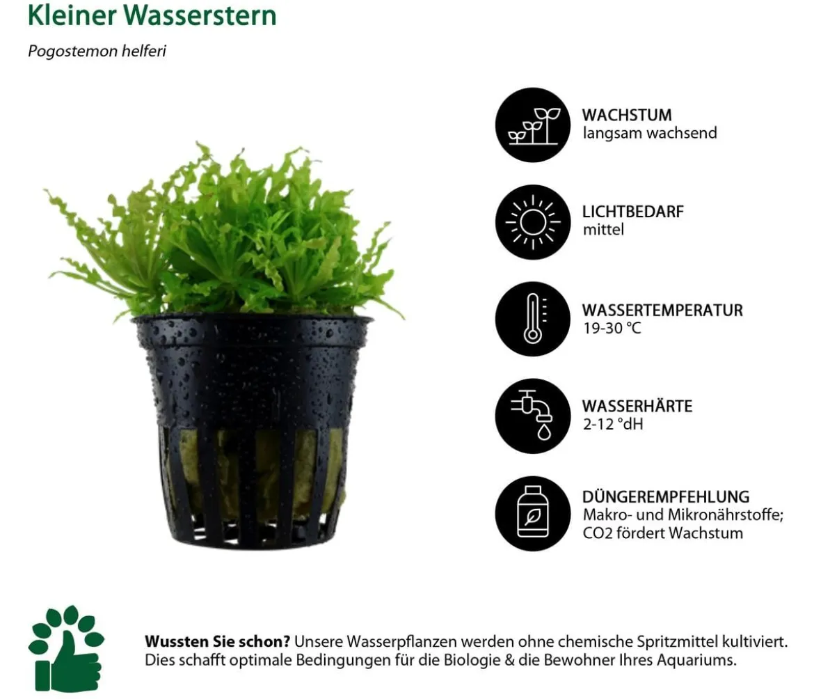 Dehner Aqua Aquarienpflanzen-Set Vordergrundbepflanzung 225, 5-teilig