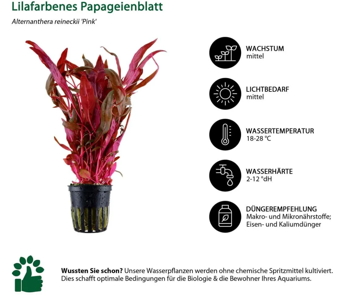 Dehner Aqua Aquarienpflanzen-Set Einsteiger 213, 5-teilig