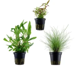 Dehner Aqua Aquarienpflanzen-Set Einsteiger 234, 3-teilig