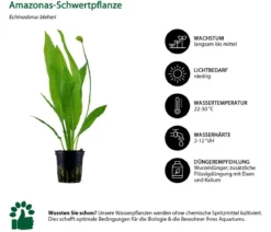 Dehner Aqua Aquarienpflanzen-Set Einsteiger 211, 5-teilig