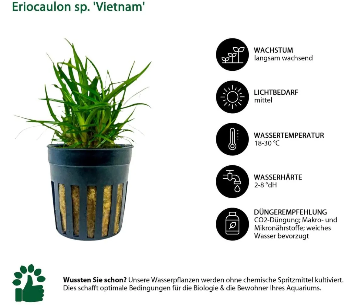 Dehner Aqua Aquarienpflanzen-Set Einsteiger 211, 5-teilig