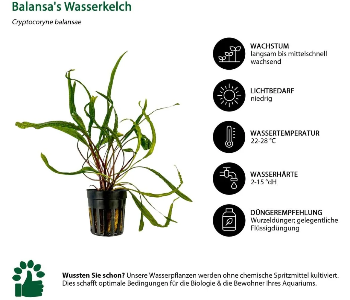 Dehner Aqua Aquarienpflanzen-Set Einsteiger 211, 5-teilig