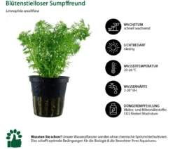 Dehner Aqua Aquarienpflanzen-Set Einsteiger 235, 3-teilig