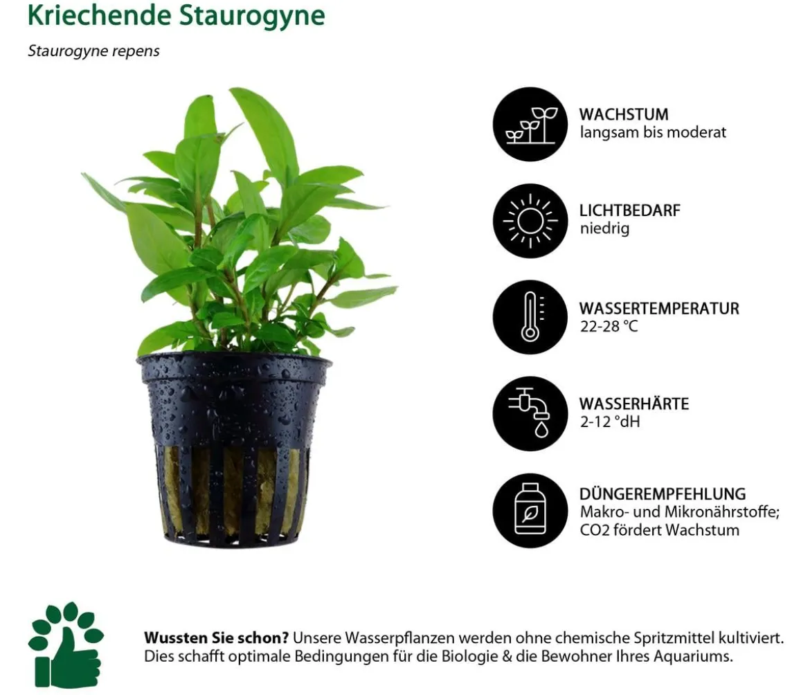 Dehner Aqua Aquarienpflanzen-Set Einsteiger 235, 3-teilig