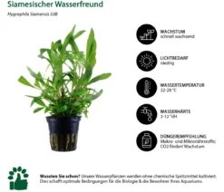 Dehner Aqua Aquarienpflanzen-Set Hintergrundbepflanzung 232, 3-teilig