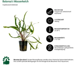 Dehner Aqua Aquarienpflanzen-Set Hintergrundbepflanzung 232, 3-teilig